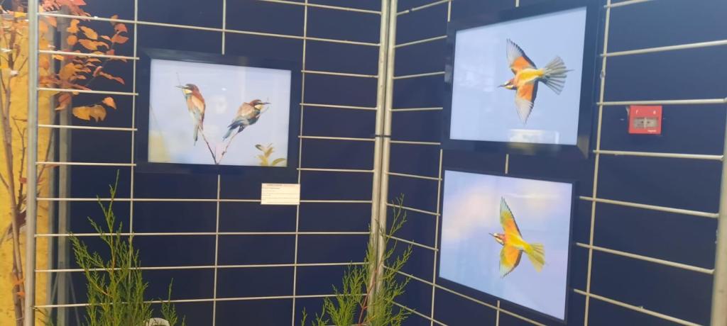 Regards Ailés, Une exposition photographique de l'association Les oiseaux du Faucigny