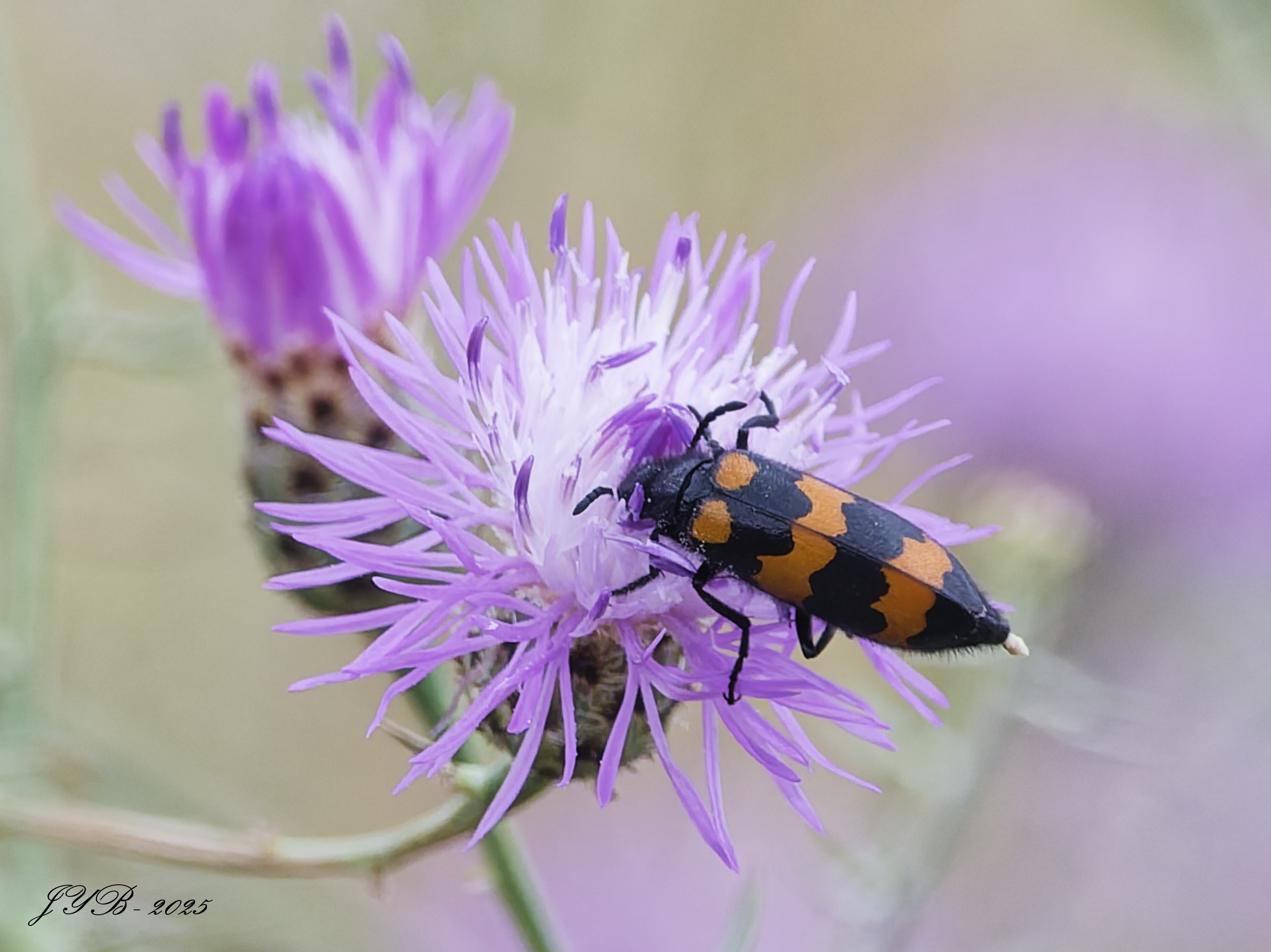 LE MYLABRE INCONSTANT, UN INSECTE IRRITANT-VARIABLE OIL BEETLE – Les ...